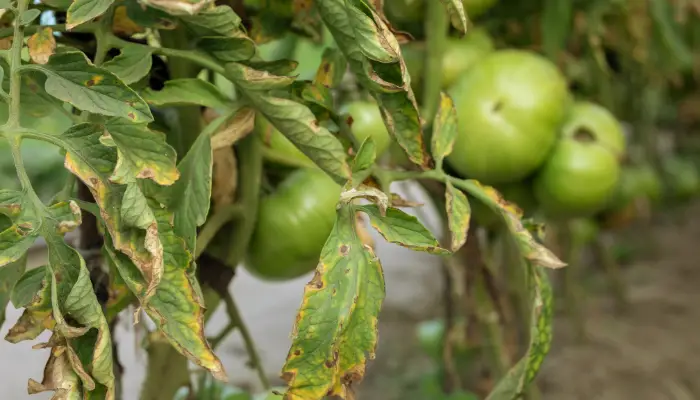 How to Prevent and Treat Tomato Fungal Diseases with Fungicide