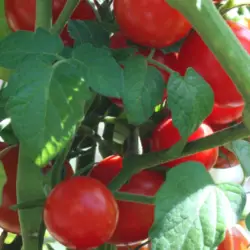 How to Ripen Tomatoes