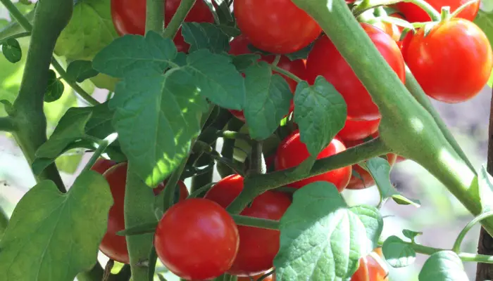 How to Ripen Tomatoes