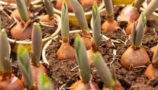 How to Grow Scallions from Bulbs