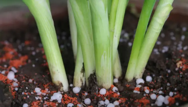 Grow Your Own Red Onions