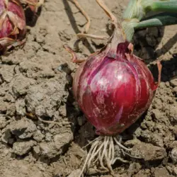 Grow Your Own Red Onions