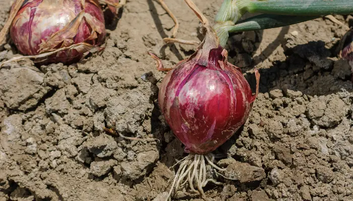 How to Grow Your Own Red Onions in 4 Easy Steps