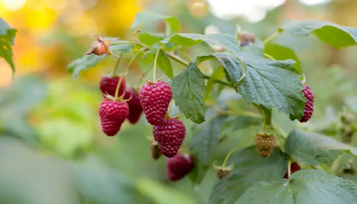 Raspberries in Shade: Tips and Tricks for a Successful Harvest