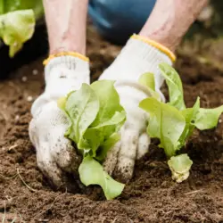 How to Space Your Vegetable Plants