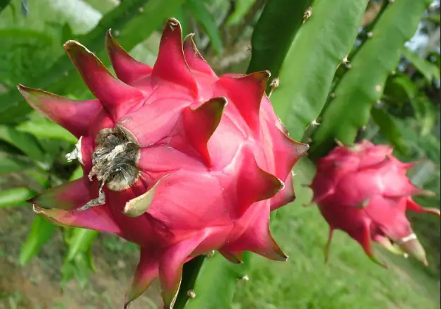 How to Ripen Dragon Fruit: A Guide for Tropical Fruit Lovers