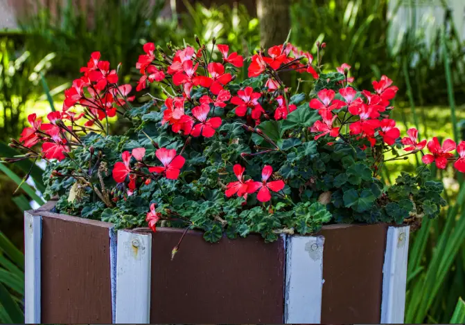 In Full Bloom: The Best Red Potted Flowers for Your Garden