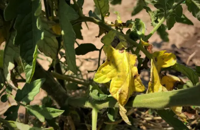 tomato leaves turning yellow