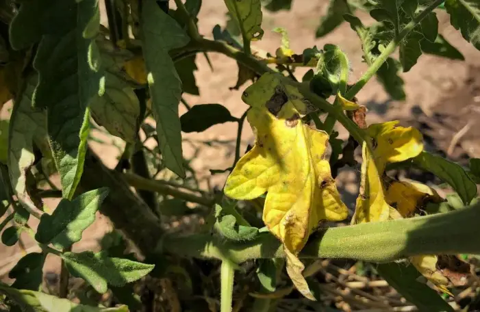 Why are your tomato leaves turning yellow and how to fix it?