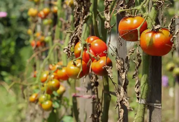 Tomato Stem Problems: Causes, Symptoms, and Solutions