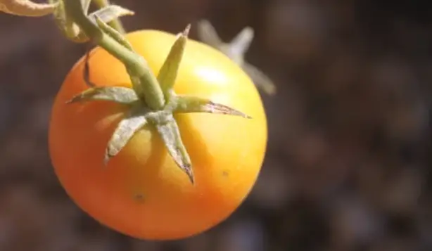Sun Sugar Tomato