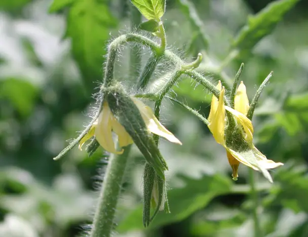 Tomato Plants Blooming