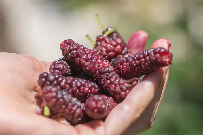 Mulberry Varieties Unveiled: Red vs. White vs. Black Mulberries