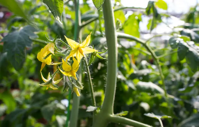 Tomato Plants Blooming