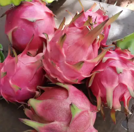Yard Activity - Everything in and around the yard | How to Ripen Dragon Fruit: A Guide for Tropical Fruit Lovers