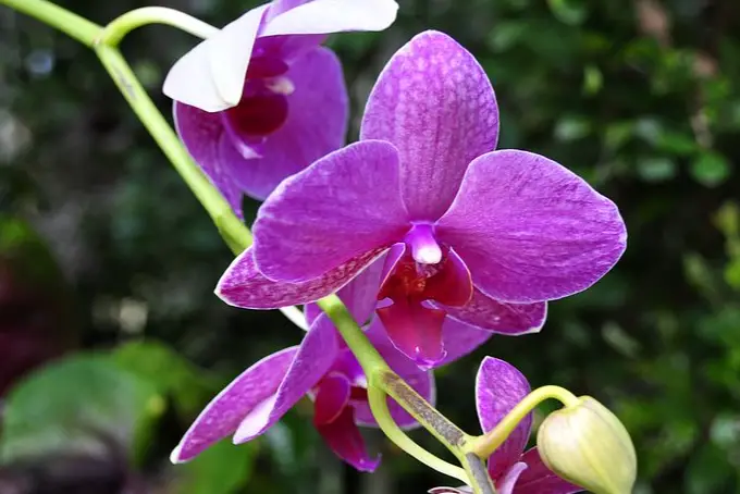 Orchid SOS: Troubleshooting Common Plant Issues
