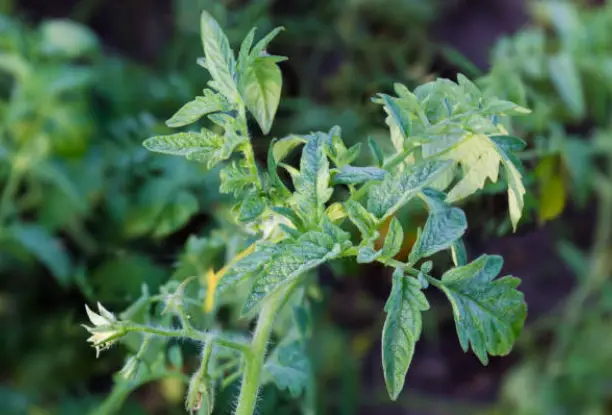 Tomato Blossom Drop: Causes, Solutions, and Tips