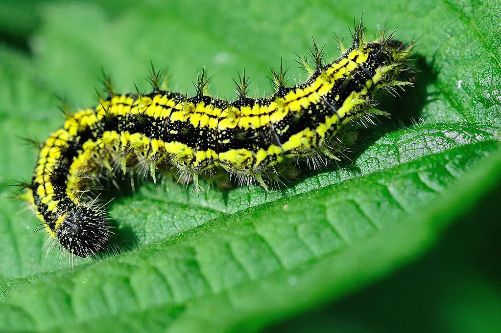 Black and Yellow Fuzzy Caterpillars