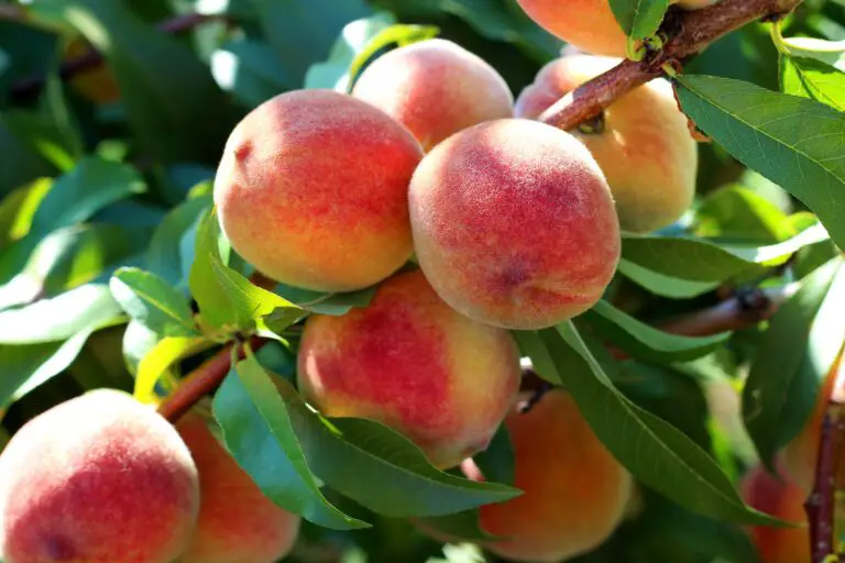 How to Grow a Peach Tree From Seed in 5 Easy Steps