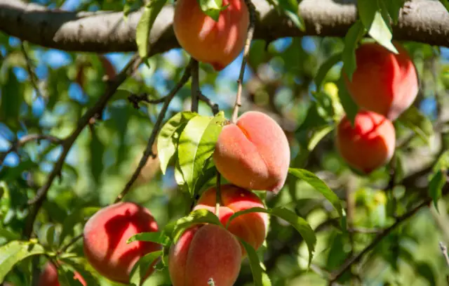 Growing a peach tree from seed can be a rewarding and fascinating experience. Imagine nurturing a tiny seed into a flourishing tree that eventually bears delicious, homegrown peaches. Here are five easy steps to get you started on your peach-growing journey: