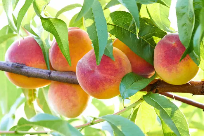 Do Peach Trees Lose Their Leaves in Winter? Yes, And Here’s Why