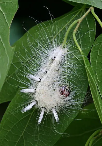 White Fuzzy Caterpillar with a Red Head
