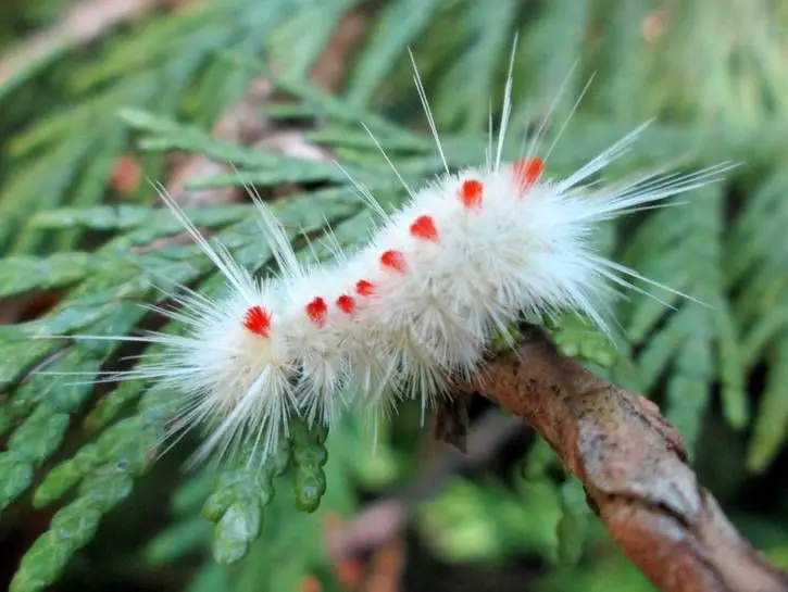 Exploring the Enigmatic White Fuzzy Caterpillar with a Red Head