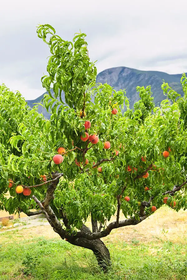 How to Grow a Peach Tree From Seed